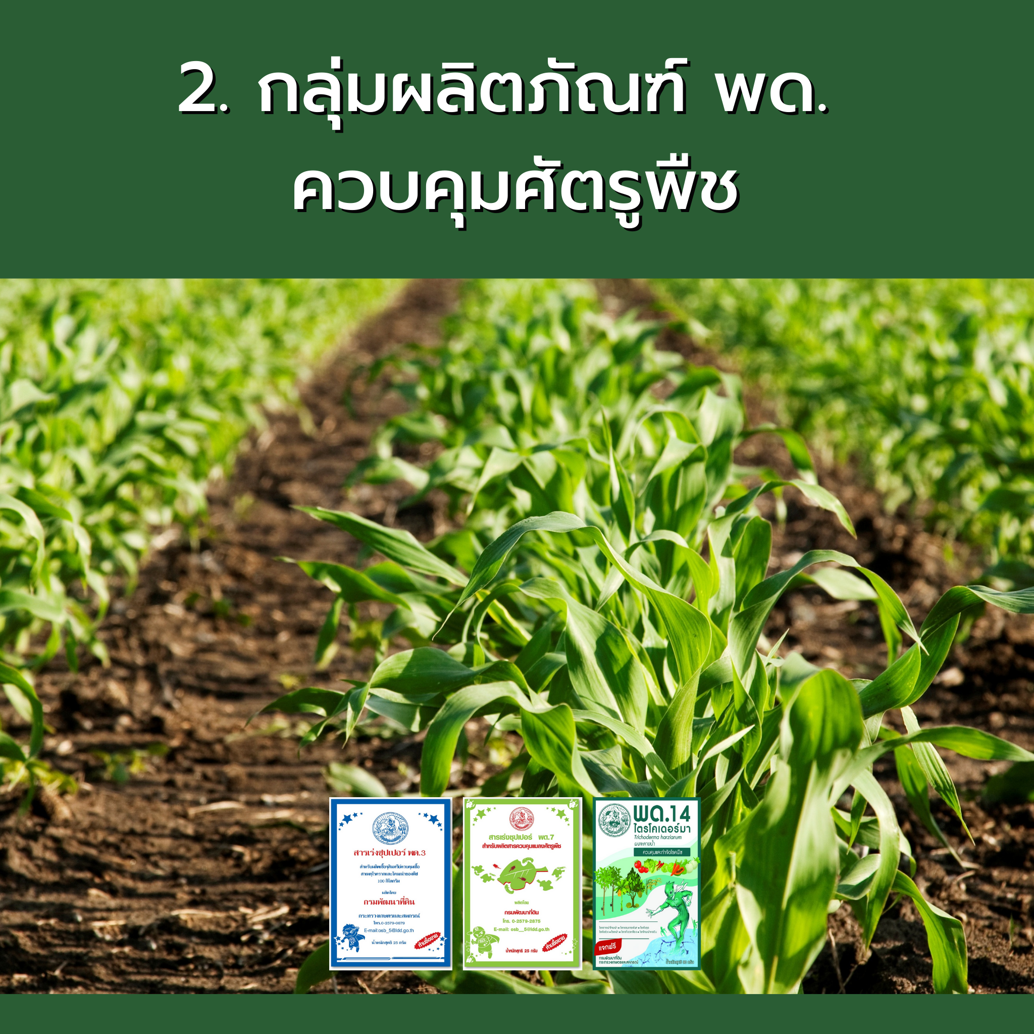 พด. ส่งเสริมใช้ปุ๋ยอินทรีย์ ปุ๋ยชีวภาพ ช่วยลดต้นทุน - สถานีวิทยุ ...